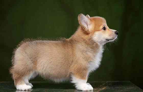 Щенки Вельш Корги Донецк