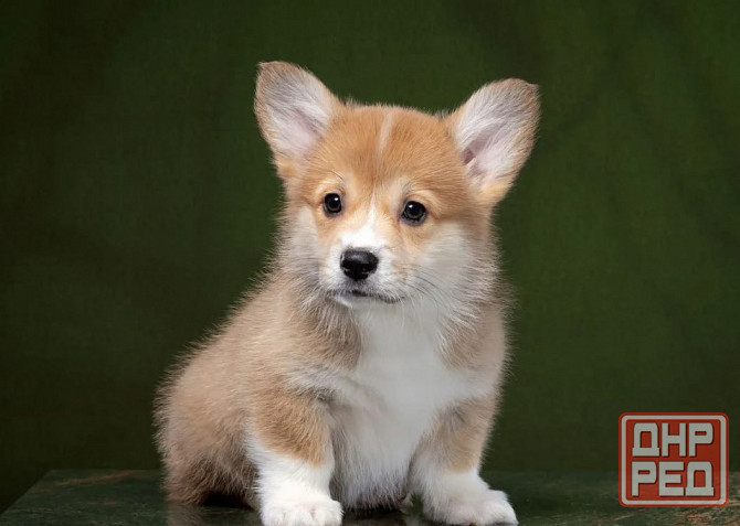 Щенки Вельш Корги Донецк - изображение 2