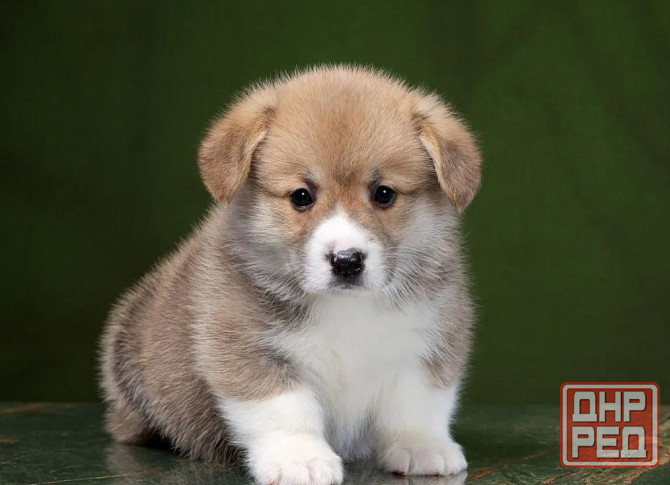 Щенки Вельш Корги Донецк - изображение 1