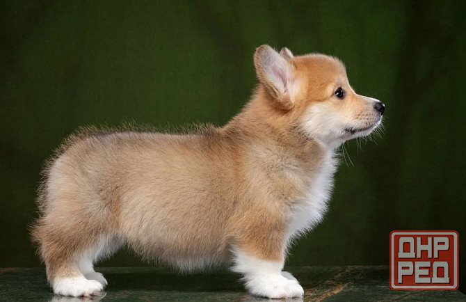 Щенки Вельш Корги Донецк - изображение 3