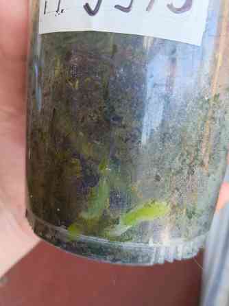 Орхидея фаленопсис PF9975 ( Green World Snakeskin) Донецк