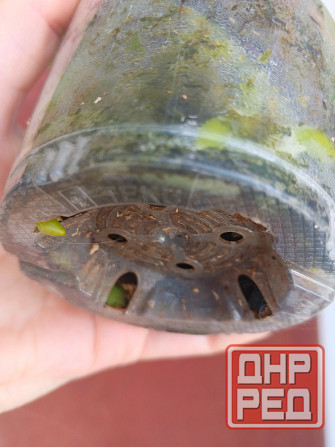 Орхидея фаленопсис PF9975 ( Green World Snakeskin) Донецк - изображение 7