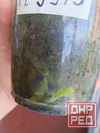 Орхидея фаленопсис PF9975 ( Green World Snakeskin) Донецк - изображение 6