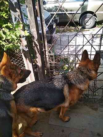 Щенки немецкой овчарки (бронь). Донецк