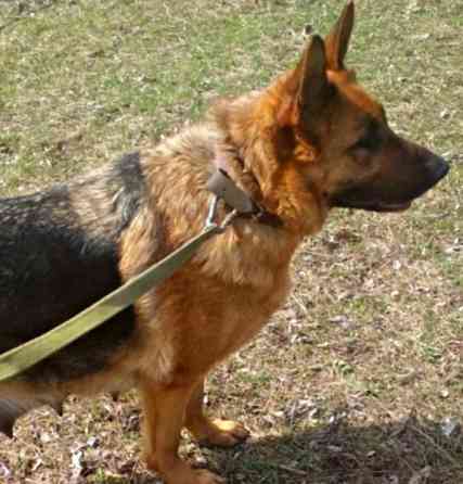 Щенки немецкой овчарки (бронь). Донецк