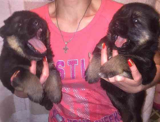 Щенки немецкой овчарки (бронь). Донецк