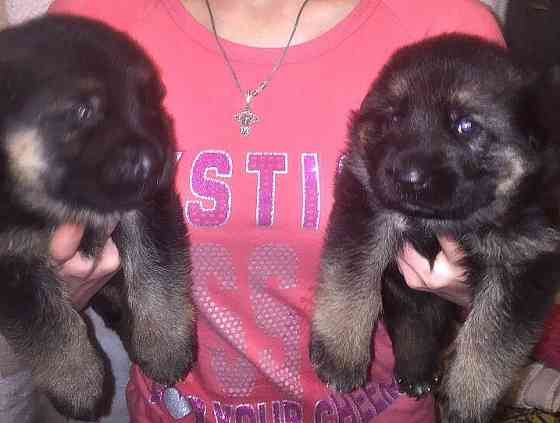 Щенки немецкой овчарки (бронь). Донецк