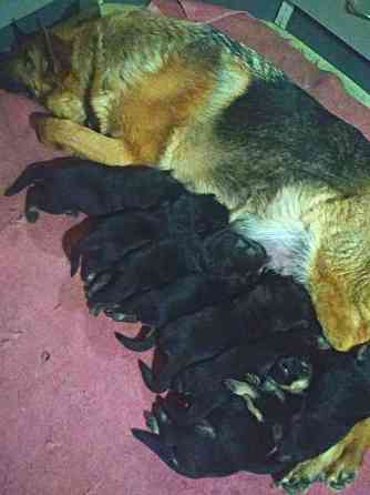 Щенки немецкой овчарки (бронь). Донецк