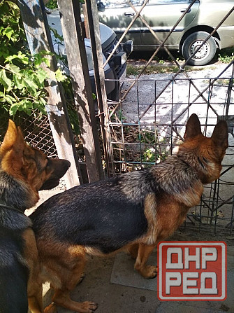 Щенки немецкой овчарки (бронь). Донецк - изображение 2