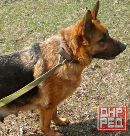 Щенки немецкой овчарки (бронь). Донецк - изображение 1