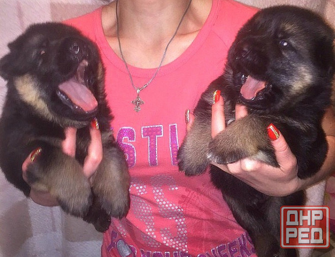 Щенки немецкой овчарки (бронь). Донецк - изображение 4