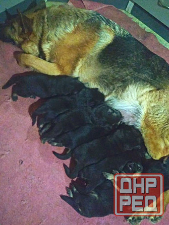 Щенки немецкой овчарки (бронь). Донецк - изображение 5