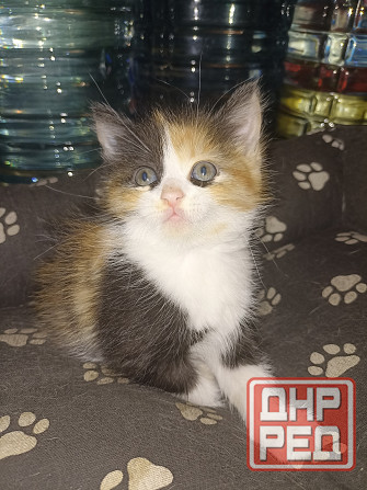 Кошечка Донецк - изображение 3