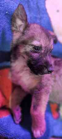 Немецкая овчарка с Бордер колли. Донецк