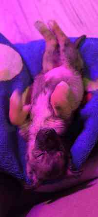 Немецкая овчарка с Бордер колли. Донецк