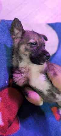 Немецкая овчарка с Бордер колли. Донецк