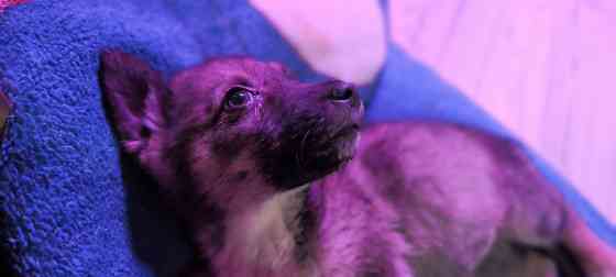 Немецкая овчарка с Бордер колли. Донецк