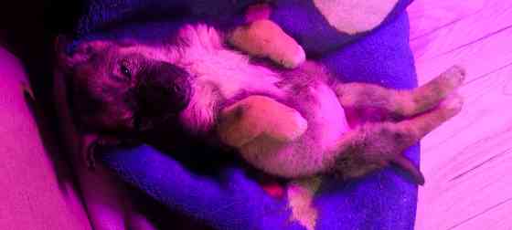 Немецкая овчарка с Бордер колли. Донецк