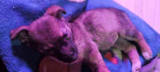 Немецкая овчарка с Бордер колли. Донецк