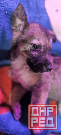 Немецкая овчарка с Бордер колли. Донецк - изображение 2