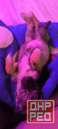 Немецкая овчарка с Бордер колли. Донецк - изображение 5