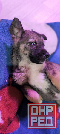 Немецкая овчарка с Бордер колли. Донецк - изображение 1