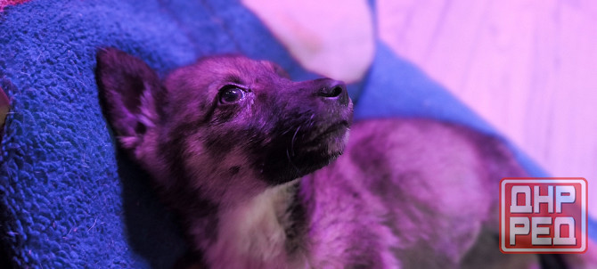 Немецкая овчарка с Бордер колли. Донецк - изображение 3