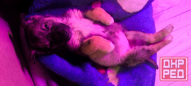 Немецкая овчарка с Бордер колли. Донецк - изображение 6