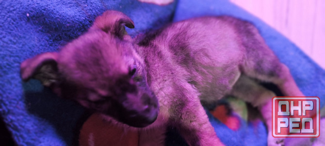 Немецкая овчарка с Бордер колли. Донецк - изображение 4