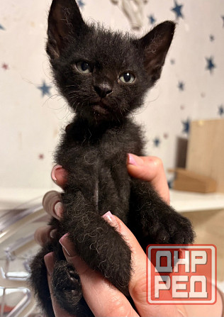 Котятата сфинкс Донецк - изображение 3