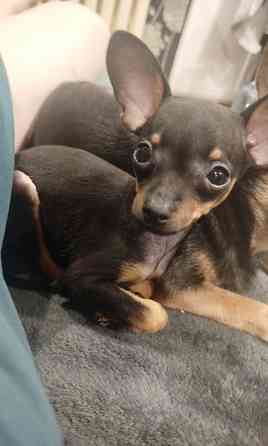 Щенок той-терьер Зугрэс