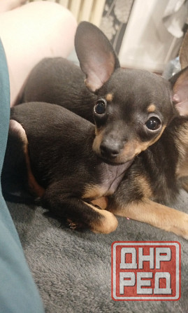 Щенок той-терьер Зугрэс - изображение 1