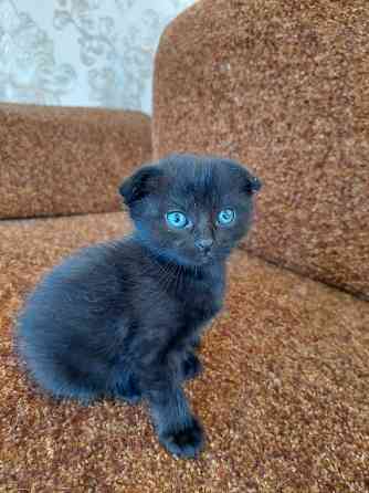 Продам котят шотландские Макеевка