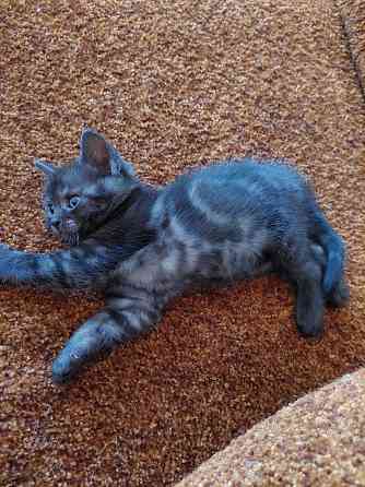 Продам котят шотландские Макеевка