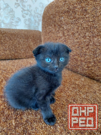 Продам котят шотландские Макеевка - изображение 1