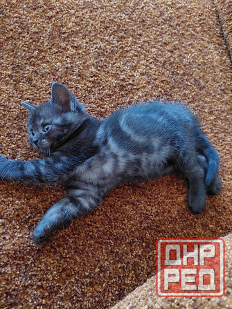 Продам котят шотландские Макеевка - изображение 2