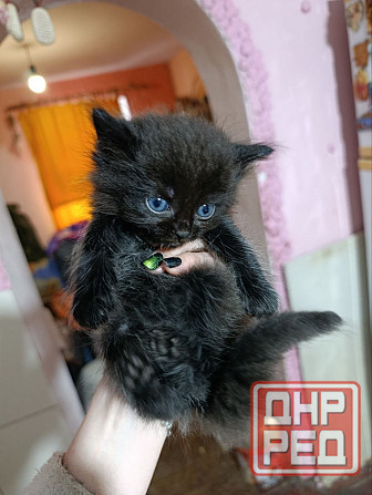 Отдам котят в добрые руки Донецк - изображение 6