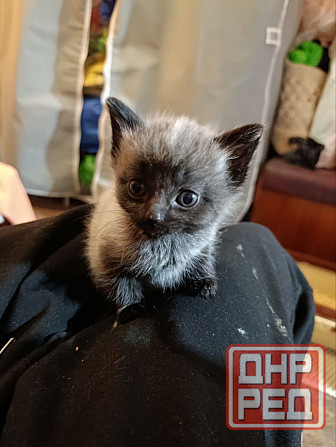 Отдам котят в добрые руки Донецк - изображение 1