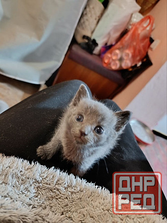 Отдам котят в добрые руки Донецк - изображение 3