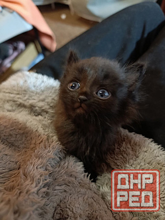 Отдам котят в добрые руки Донецк - изображение 5