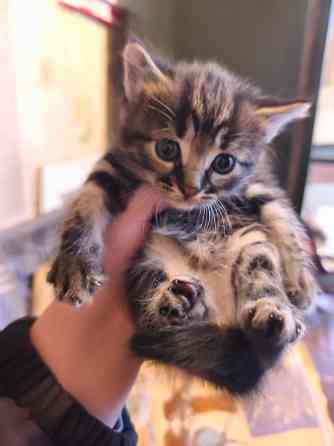 Отдам котят ( все мальчики) Донецк