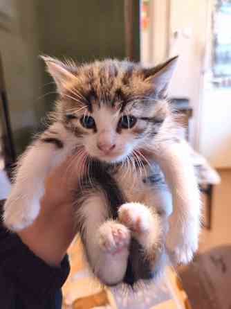 Отдам котят ( все мальчики) Донецк