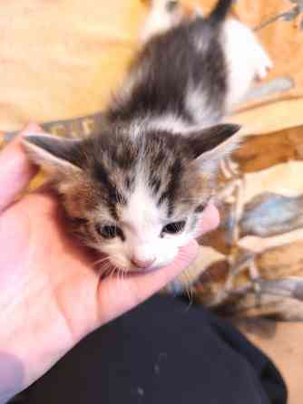 Отдам котят ( все мальчики) Донецк