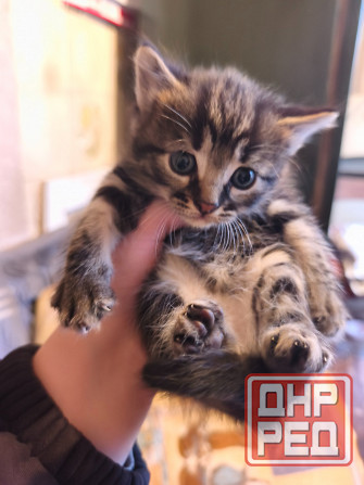 Отдам котят ( все мальчики) Донецк - изображение 1