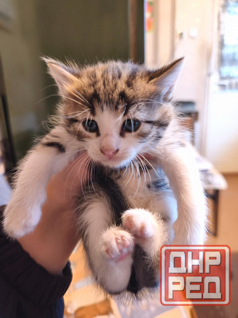 Отдам котят ( все мальчики) Донецк - изображение 2