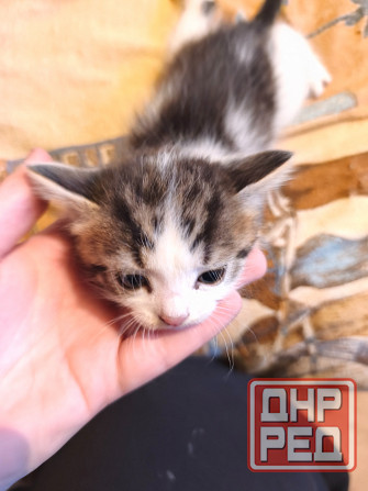 Отдам котят ( все мальчики) Донецк - изображение 3