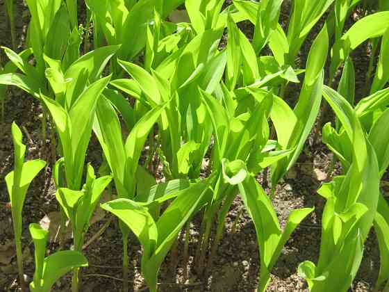 Ландыши Макеевка