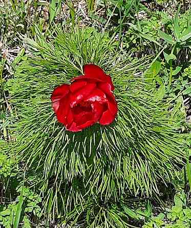 Пион тонколистный Макеевка