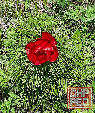 Пион тонколистный Макеевка - изображение 1