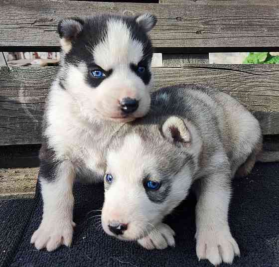 Подаю щенков Донецк